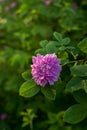 Beautiful blooming flowers in the gardern Royalty Free Stock Photo