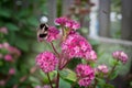 Beautiful blooming flowers in the gardern with a humble-bee