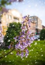 Beautiful blooming flowers of Paulownia tree Royalty Free Stock Photo