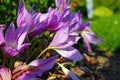 Beautiful blooming flowers of saffron close up Royalty Free Stock Photo