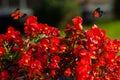 Beautiful blooming flowers. Spring-summer garden and flying butterflies on blurred sunny shiny glowing background, fairy tale