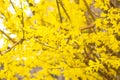 Beautiful blooming forsythia bush in spring. Close up of bloom yellow flowers on a grey background. Royalty Free Stock Photo