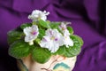 Beautiful blooming fresh violets flowers green leaves purple white color closeup water drops macro violet background Royalty Free Stock Photo