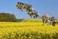 Beautiful blooming fruit tree branch. Yellow flowering fields, ground road and beautiful valley, nature spring landscape. (Brassi Royalty Free Stock Photo