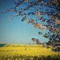 Beautiful blooming fruit tree branch. Yellow flowering fields, ground road and beautiful valley, nature spring landscape. (Brassi Royalty Free Stock Photo