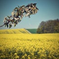 Beautiful blooming fruit tree branch. Yellow flowering fields, ground road and beautiful valley, nature spring landscape. (Brassi Royalty Free Stock Photo