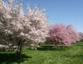 Beautiful blooming fruit tree grown in park near Prague in spring Royalty Free Stock Photo