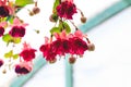 Beautiful blooming fuchsia plants in greenhouse. Close up view