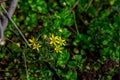 Beautiful blooming Gagea hiensis- lily family wild yellow flowers