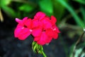 Beautiful blooming geranium. Royalty Free Stock Photo