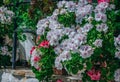 Beautiful blooming geranium bush Royalty Free Stock Photo