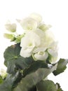 Beautiful blooming geranium flower on white background Royalty Free Stock Photo