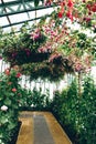 Beautiful blooming Geranium and fuchsia plants. Royal Greenhouses of Laeken in Belgium