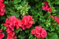 Beautiful blooming geranium.Great as a background Royalty Free Stock Photo