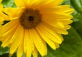 Beautiful blooming gerbera is blooming. Yellow Gerbera daisy macro with water droplets on the petals. Royalty Free Stock Photo