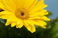 Beautiful blooming gerbera is blooming. Yellow Gerbera daisy macro with water droplets on the petals. Royalty Free Stock Photo