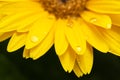 Beautiful blooming gerbera is blooming. Yellow Gerbera daisy macro with water droplets on the petals. Royalty Free Stock Photo