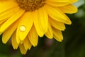 Beautiful blooming gerbera is blooming. Yellow Gerbera daisy macro with water droplets on the petals. Royalty Free Stock Photo