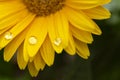 Beautiful blooming gerbera is blooming. Yellow Gerbera daisy macro with water droplets on the petals. Royalty Free Stock Photo