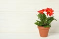 Beautiful blooming gerbera flower in pot on white wooden table, space for text Royalty Free Stock Photo