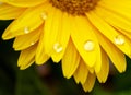 Beautiful blooming gerbera is blooming. Yellow Gerbera daisy macro with water droplets on the petals. Royalty Free Stock Photo