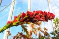 Beautiful blooming giant spear lily Doryanthes palmeri in greenhouse Royalty Free Stock Photo