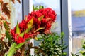 Beautiful blooming giant spear lily (Doryanthes palmeri) in greenhouse Royalty Free Stock Photo