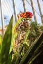 Beautiful blooming giant spear lily (Doryanthes palmeri) in greenhouse Royalty Free Stock Photo