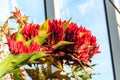 Beautiful blooming giant spear lily (Doryanthes palmeri) in greenhouse Royalty Free Stock Photo