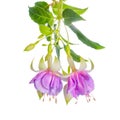 Beautiful blooming hanging twig of gentle lilac fuchsia flower i Royalty Free Stock Photo