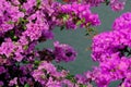 Beautiful blooming healthy pink bougainvillea flowers on a sunny day. Sea or water in the background. Nature background wallpaper Royalty Free Stock Photo