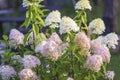 Beautiful blooming hydrangea panicled in the summer garden on sunny day Royalty Free Stock Photo