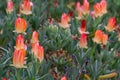 Beautiful Blooming Iceplant