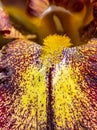 Beautiful blooming iris flower. macro shot Royalty Free Stock Photo