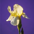 beautiful blooming iris flower