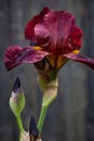 beautiful blooming iris flower