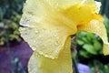 Beautiful blooming irises flowers on background of green plants after rain in the home garden. Transparent raindrops on the petals