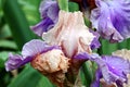 Beautiful blooming irises flowers on background of green plants after rain in the home garden. Transparent raindrops on the petals