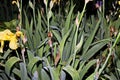 Beautiful blooming irises flowers on background of green plants after rain in the home garden. Transparent raindrops on the petals