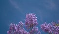 Beautiful blooming of Jacaranda flowers in late spring Royalty Free Stock Photo