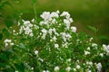 Beautiful blooming Jasmine Bush with gorgeous white flowers. Natural spring natural background Royalty Free Stock Photo