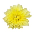 Beautiful blooming Kelvin Floodlight Dahlia flower isolated on white background