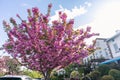 Kwanzan Flowering Cherry Tree during Spring in Astoria Queens New York next to Homes