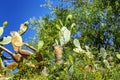 Beautiful blooming large cacti against a blue sky