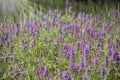 Beautiful blooming lavender beautiful banner sunset sunlight aromatherapy garden ield background