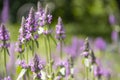 Beautiful blooming lavender botany banner sunset sunlight aromatherapy garden ield background