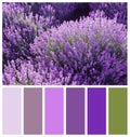 Beautiful blooming lavender in field. Natural color palette for interior or fashion design