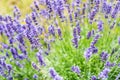 Beautiful blooming lavender field on the Valensole Plateau in Provence, France Royalty Free Stock Photo