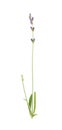 Beautiful blooming lavender flower on white background Royalty Free Stock Photo