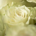 Beautiful blooming light green rose. Wedding bouquet. Rosebud. Green rose. White Rose.